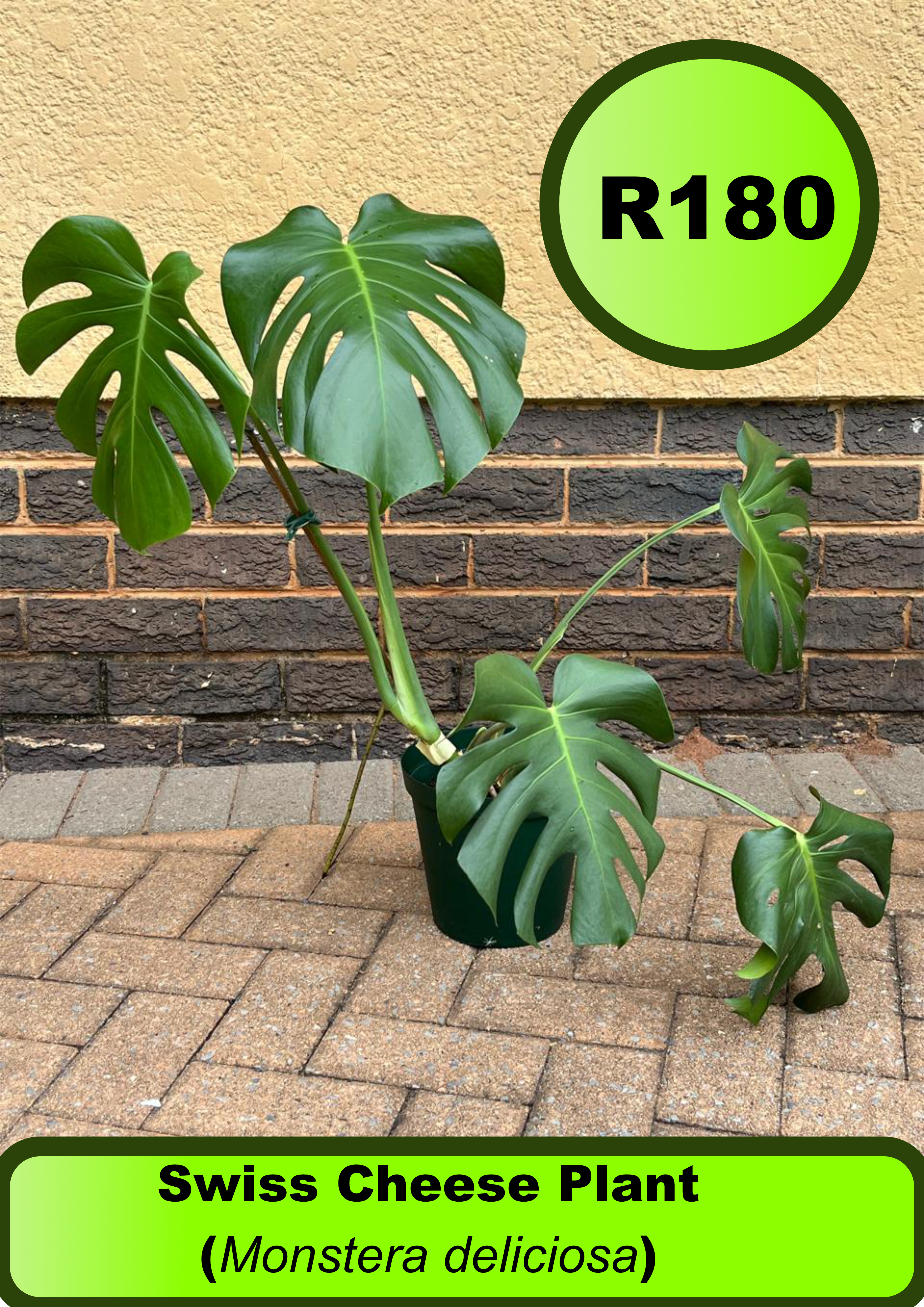 Swiss Cheese Plant (Monstera deliciosa)