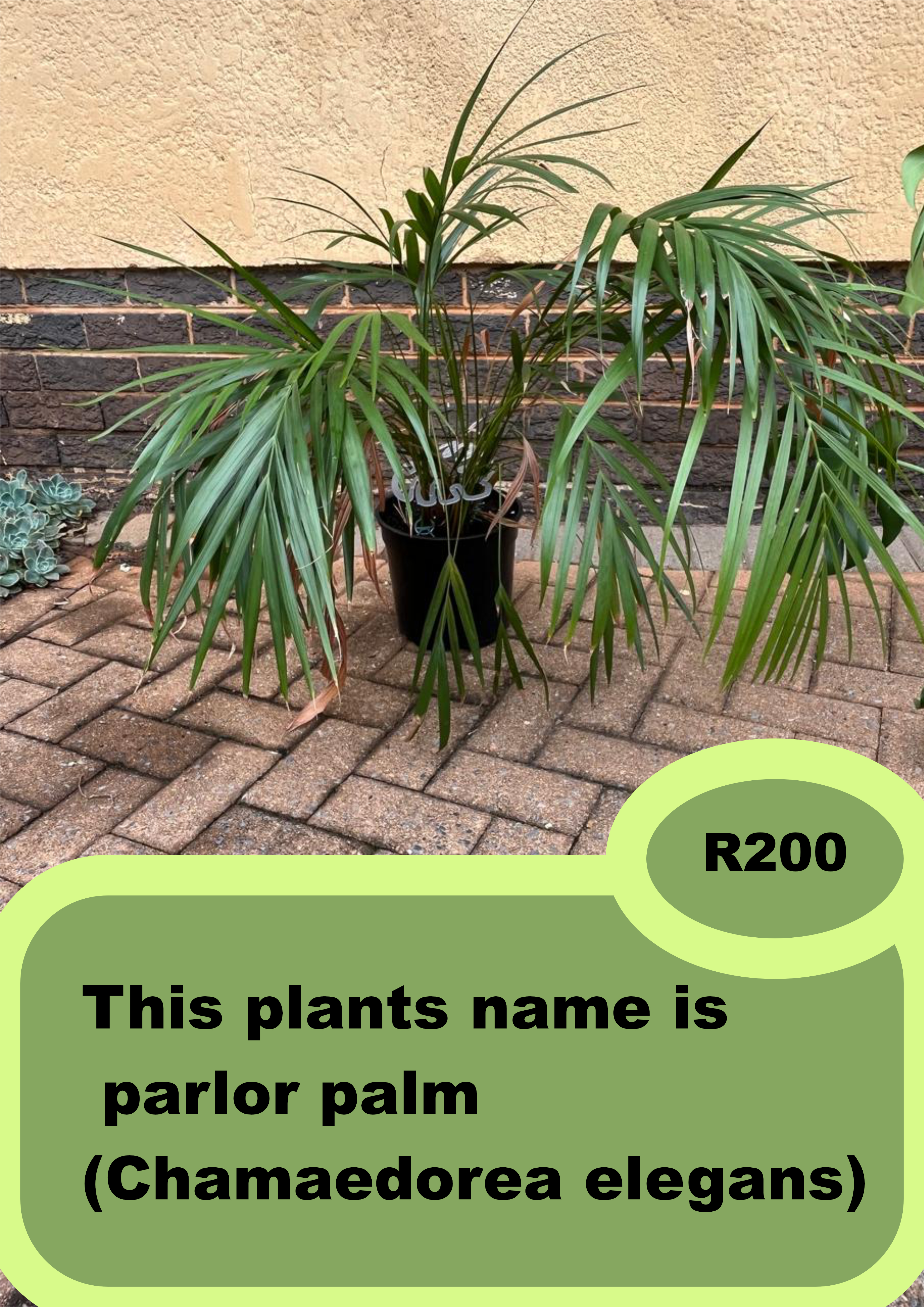 Parlor Palm (Chamaedorea elegans)