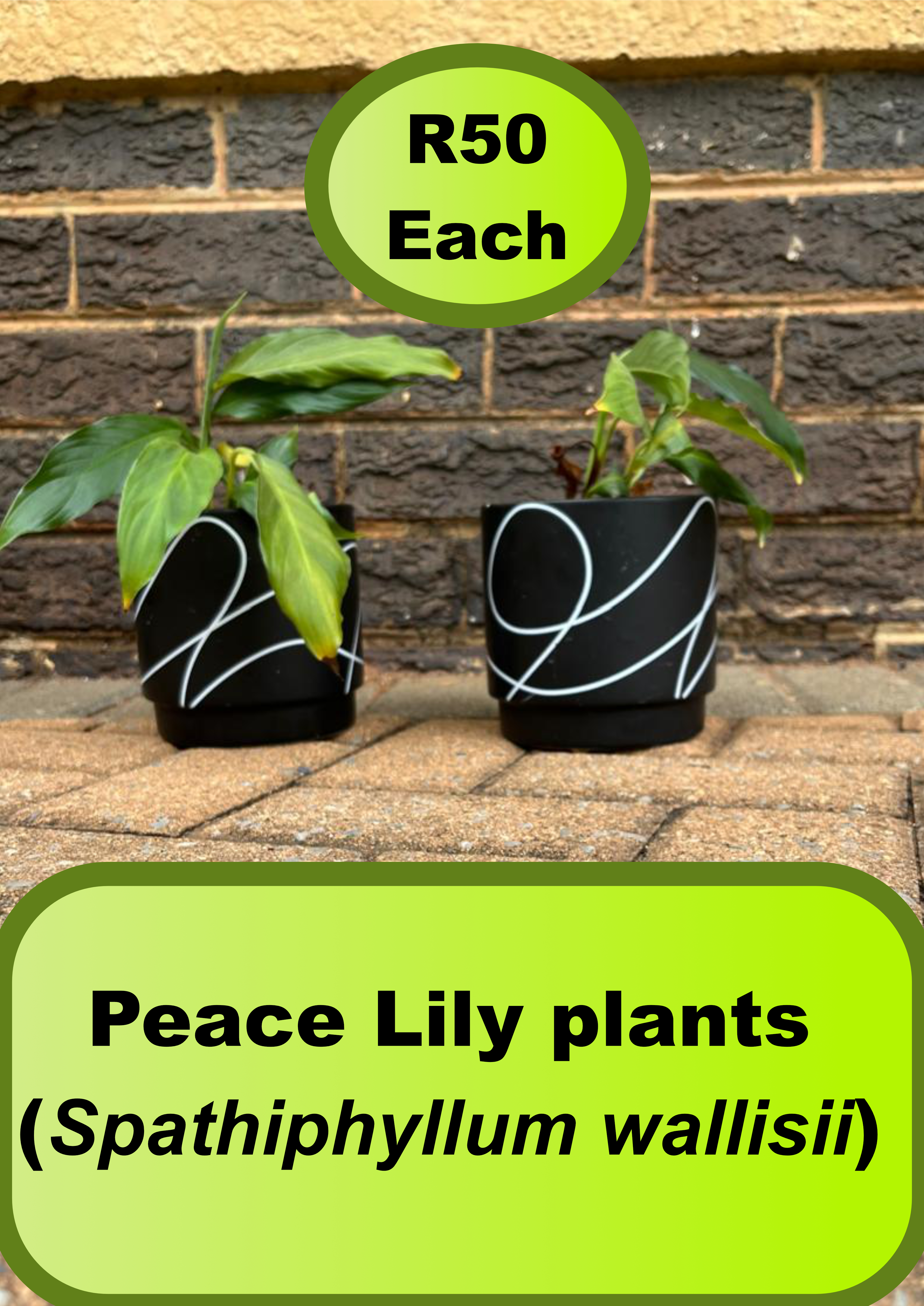 Peace Lily (Spathiphyllum wallisii)