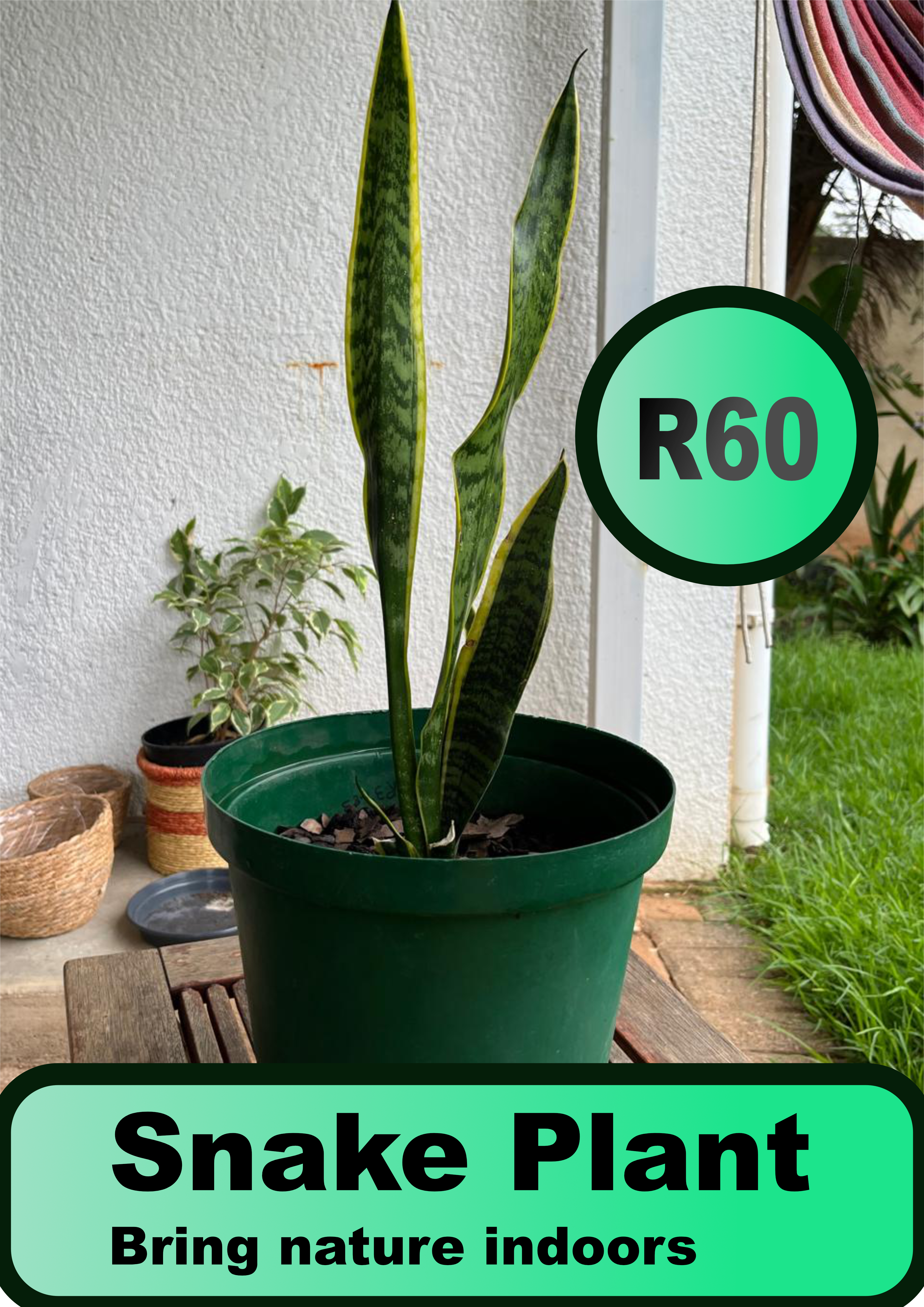 Snake Plant (Sansevieria trifasciata)